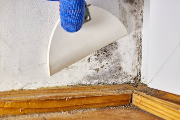 Best Comprehensive Air Testing for Mold Contaminants  in St Albans, WV