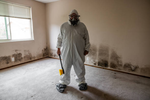 Trusted St Albans, WV Mold Removal Experts